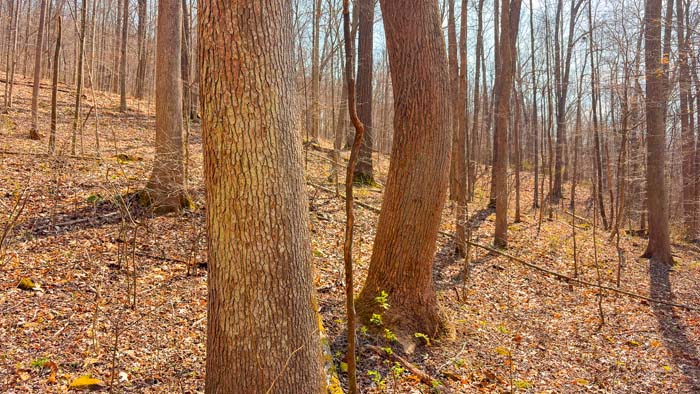 Remote property with no through traffic