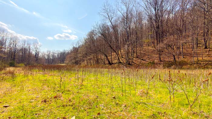Dense forest cover ideal for bedding areas