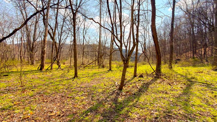 Aerial perspective of large wooded tract