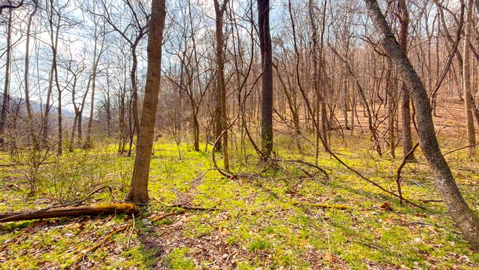 Trail access through rolling wooded terrain