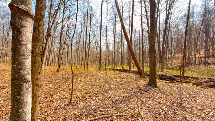 Open ground ideal for food plot development