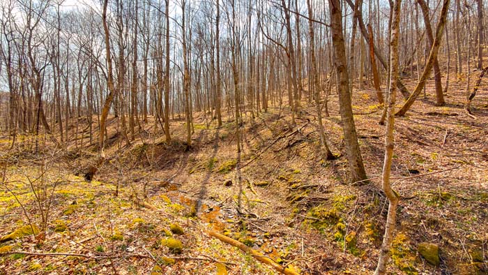 Hunting land with strong deer and turkey presence