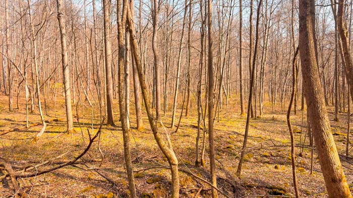 Scenic woodland with natural water features