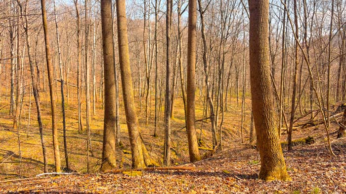 Remote acreage offering privacy and access