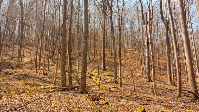 Forest terrain with excellent wildlife cover