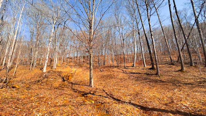 Wooded recreational land with quiet rural setting