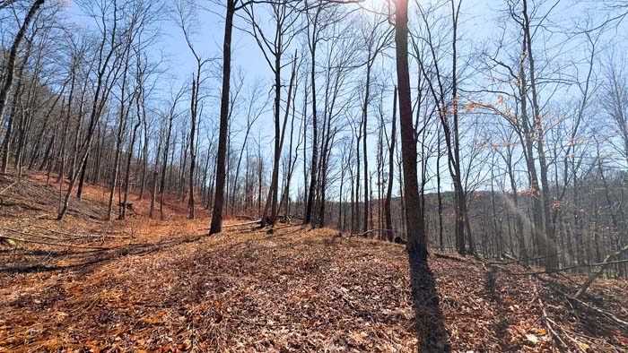 Private hunting property with mature trees and cover