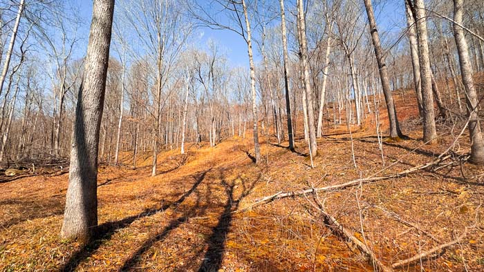 Wooded acreage with trails and natural terrain features