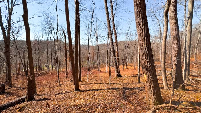 Secluded timberland ideal for hunting or weekend getaway