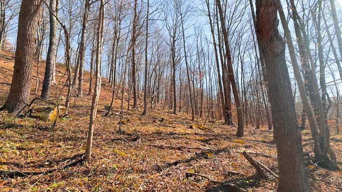 All wooded Ohio property with build potential and privacy