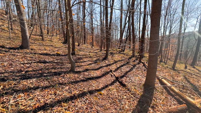 Wooded tract with multiple potential building locations