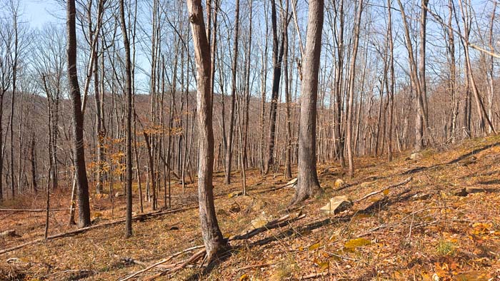 Acreage with access on two roads and build site options