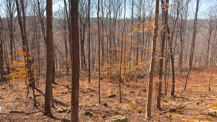 Investment land with subdivision potential and timber