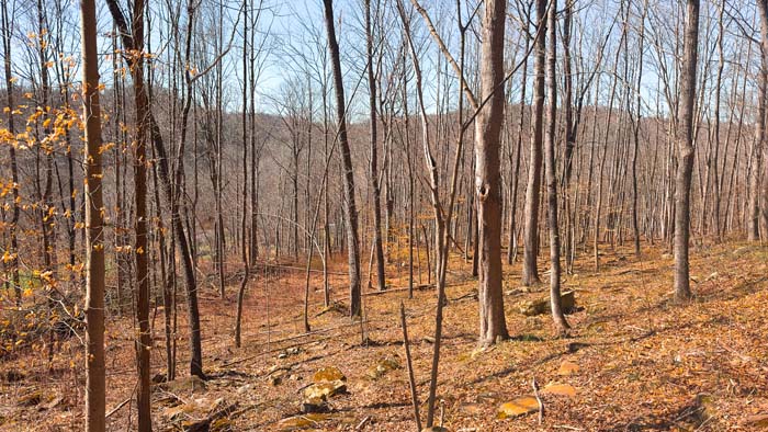 Rural Ohio land with road access and future building opportunity
