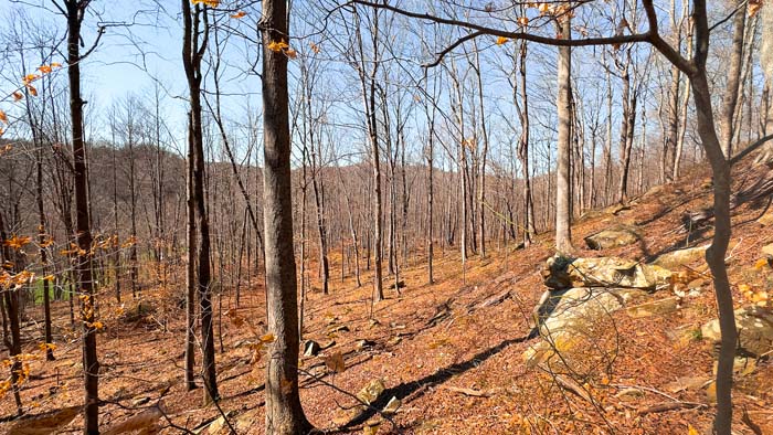 Wooded acreage with development and recreational potential