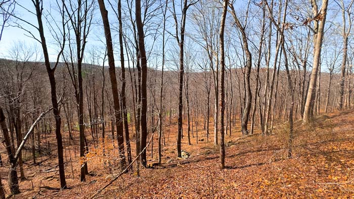 Land for sale with road frontage and private wooded setting