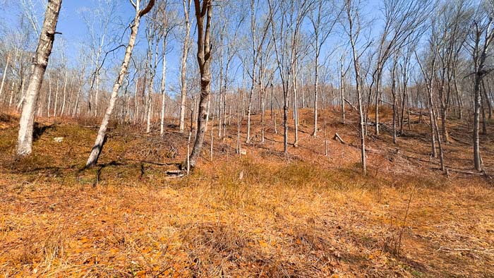Hunting property with dense timber and natural cover in Ohio