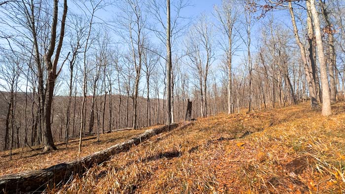 Southern Ohio timberland with scenic landscape and privacy