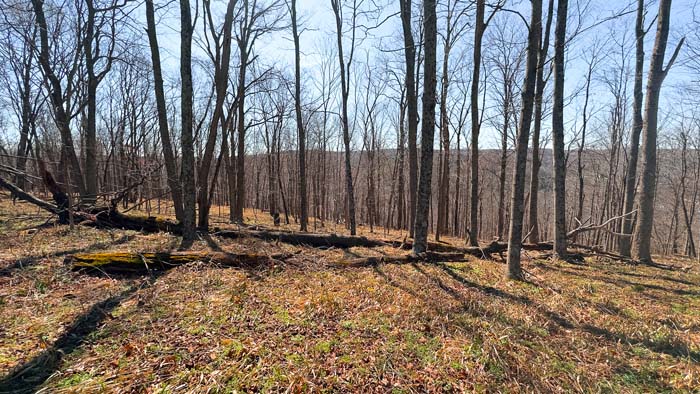 Recreational property with quiet surroundings and timber