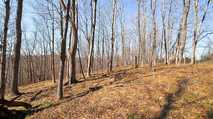 Wooded acreage with scenic ridges and wooded views