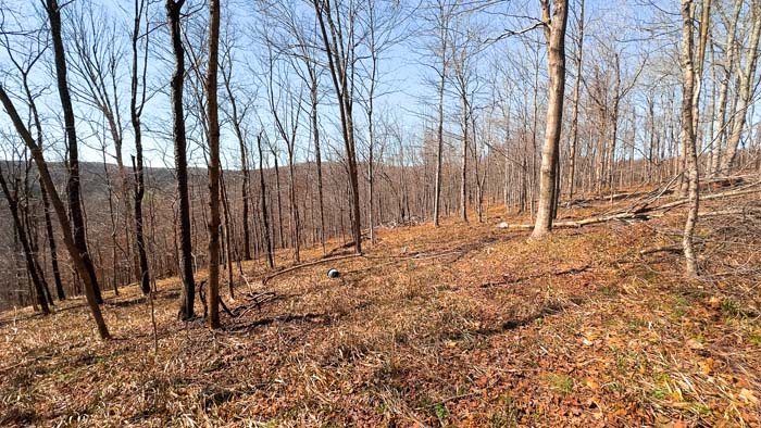 Private land with mature forest and natural terrain