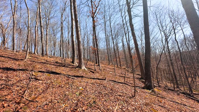 Recreational land with forest cover and privacy