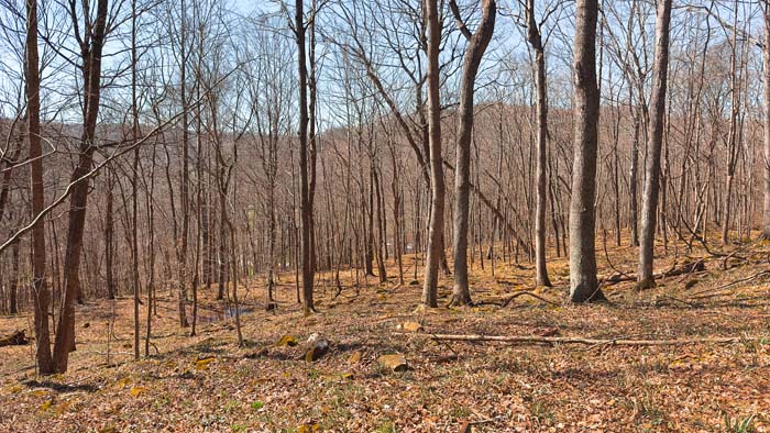 Wooded tract with scenic views and rural surroundings