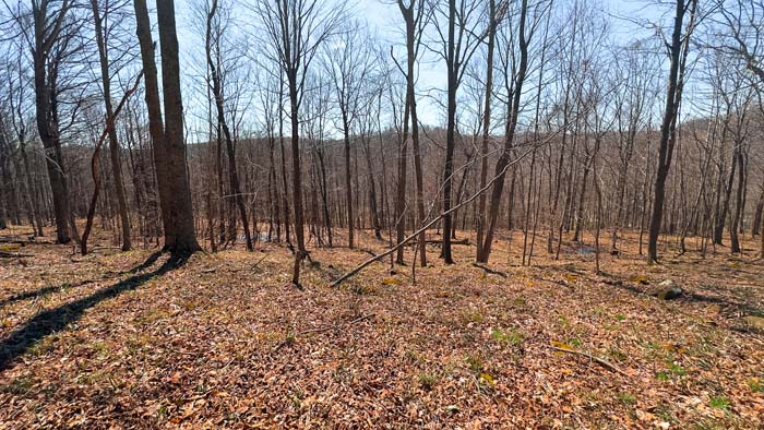 Hunting land with strong deer habitat and timber cover