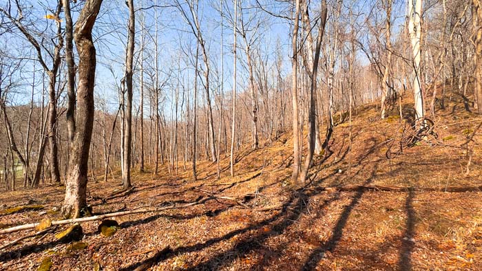 Secluded wooded land with abundant wildlife habitat in Ohio