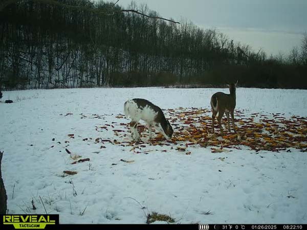 Wide open hilltop views across Noble County Ohio from 166 acre farm