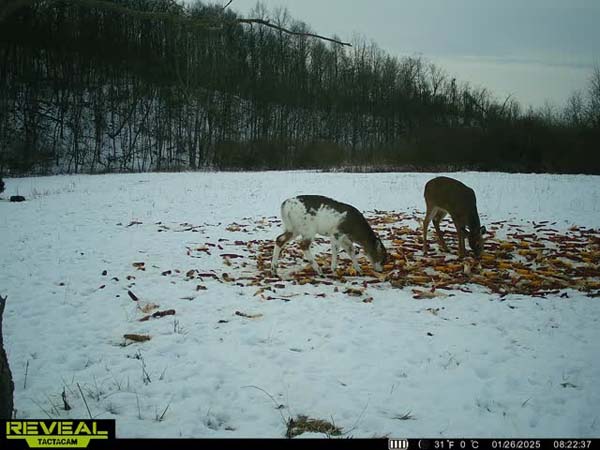 Young and mature hardwood timber mix on Noble County Ohio hunting land