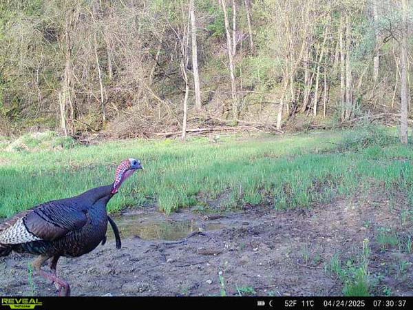Natural funnels and terrain features on 166 acre Noble County hunting tract