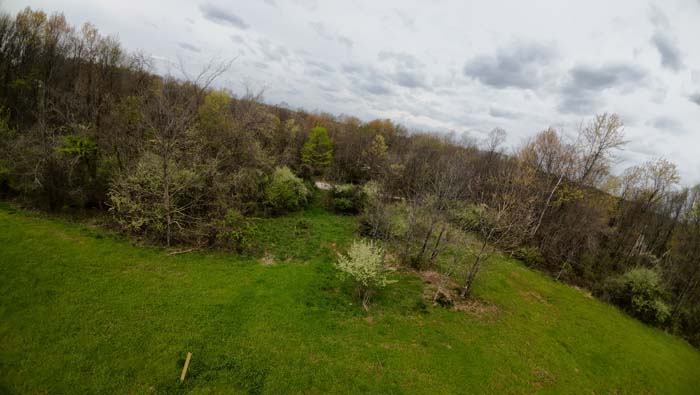 recently selective cut timber enhancing wildlife habitat
