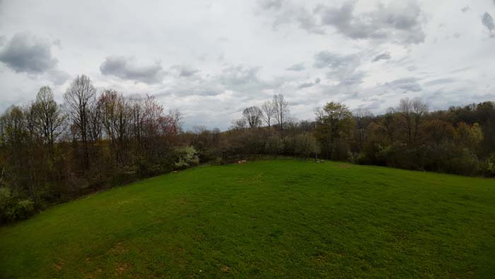 dense bedding area with pushed treetops