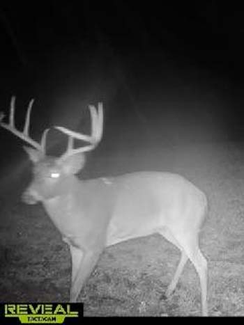 hidden food plot surrounded by heavy cover