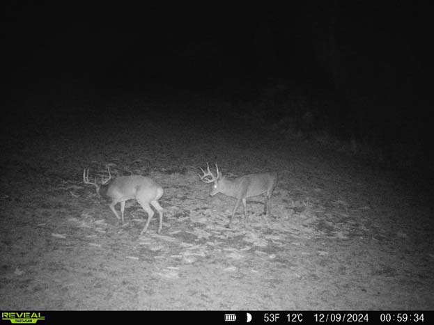 trail camera capture of trophy whitetail on property