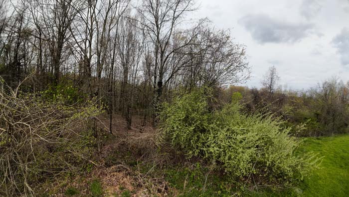 thick deer cover along gently rolling terrain
