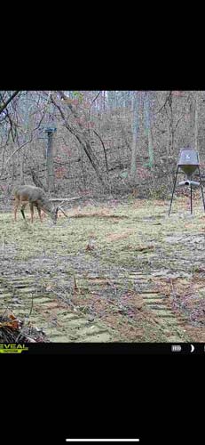 Thick bedding area perfect for trophy bucks