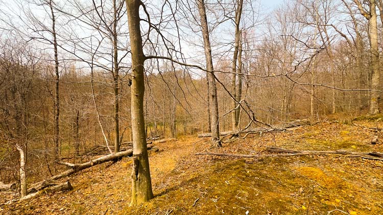 Shaded hollow with thick vegetation
