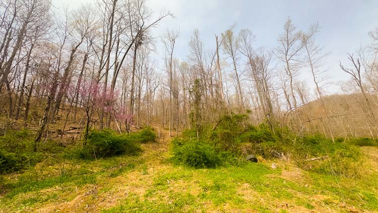 Signs of heavy deer traffic on trail