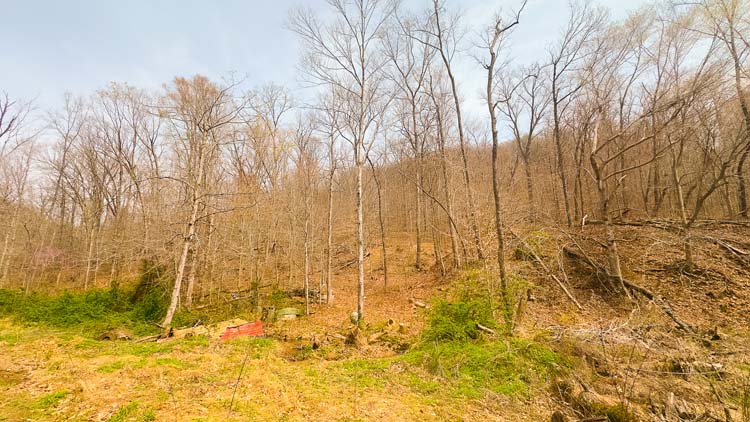 Wooded slope with diverse habitat