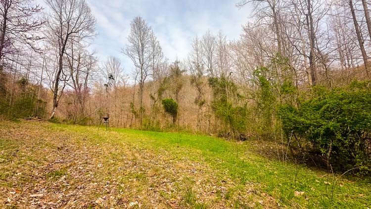 Secluded forest edge ideal for whitetail bedding