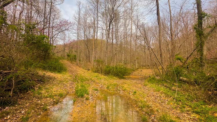 Forest floor with rich leaf cover