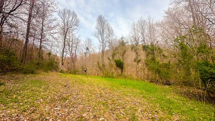 Track marks near food plot perimeter