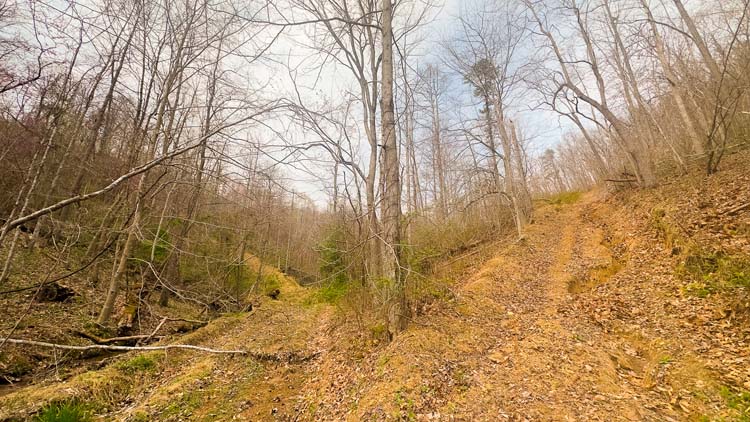 Mature oak trees towering over trail
