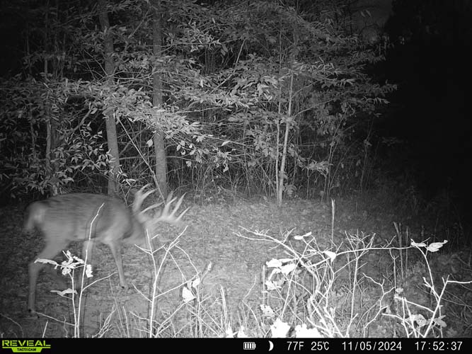 Open space near established food plot
