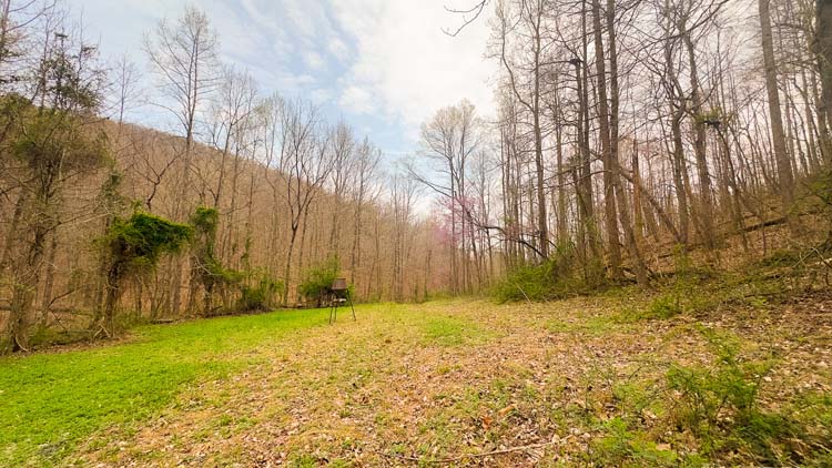 Brush line along hillside with rubs