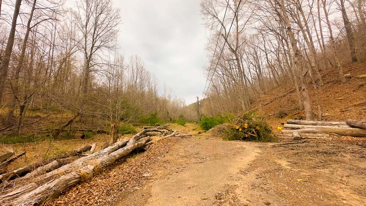 Evidence of recent deer movement