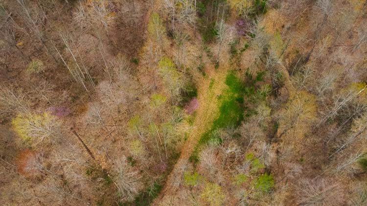 Thick brush providing natural deer cover
