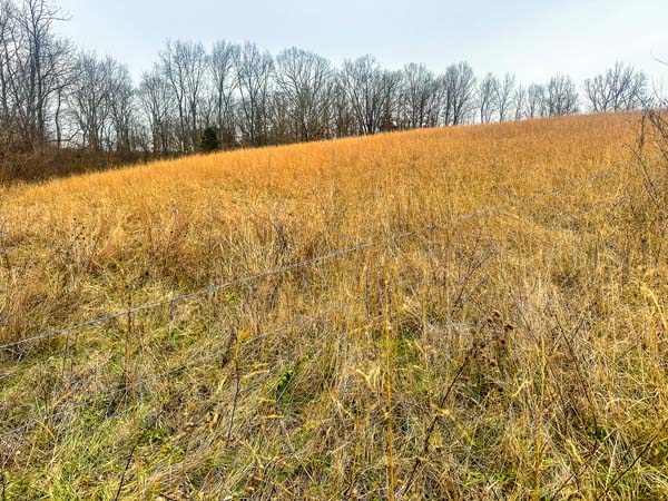 Mature woods surrounding open land on build ready tract in Gallia County Ohio